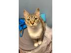 Adopt Pigget a Brown Tabby Domestic Shorthair (short coat) cat in Springfield