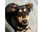 Adopt Banditt a Black - with Tan, Yellow or Fawn Husky / Mixed dog in Kellogg