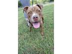 Adopt AC a Tan/Yellow/Fawn - with White Mixed Breed (Medium) / American Pit Bull