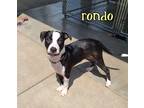 Adopt Rondo a Hound (Unknown Type) / Mixed dog in Maumelle, AR (41327755)