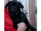 Adopt Charlie Puppy a Black Schipperke / Pomeranian / Mixed dog in Cuyahoga