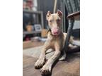 Adopt Kai a White - with Tan, Yellow or Fawn Doberman Pinscher / Mixed dog in