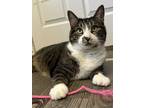 Adopt Roxy a Domestic Shorthair / Mixed cat in Brockville, ON (41256479)