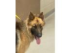 Adopt 55874888 a Tan/Yellow/Fawn German Shepherd Dog / Mixed dog in Mesquite