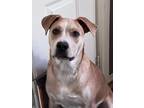 Adopt Kawasaki Houston a Tan/Yellow/Fawn Labrador Retriever dog in Portland