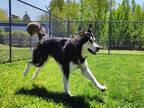 Adopt TUBA a Tricolor (Tan/Brown & Black & White) German Shepherd Dog / Siberian