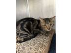 Adopt Sam Bean a Domestic Shorthair / Mixed cat in Birdsboro, PA (41405348)