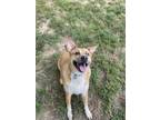 Adopt Montana a Tan/Yellow/Fawn - with White Australian Cattle Dog / Mixed dog