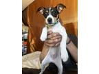 Adopt Tucker a Tricolor (Tan/Brown & Black & White) Rat Terrier / Mixed dog in