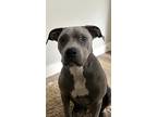 Adopt Malcolm X a Gray/Blue/Silver/Salt & Pepper American Pit Bull Terrier /