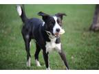 Adopt Burr a Black - with White Border Collie / Mixed dog in Urbandale