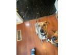 Adopt Cash a Merle Catahoula Leopard Dog / Mixed dog in Lindenhurst