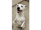 Adopt Snow a White Mixed Breed (Medium) / Mixed dog in Hamilton, OH (41308520)