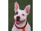 Adopt Cash a Tan/Yellow/Fawn American Pit Bull Terrier / Mixed Breed (Medium) /