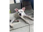 Adopt Dax a White Boxer / Mixed Breed (Medium) / Mixed (short coat) dog in