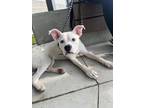 Adopt Dax a White Boxer / Mixed dog in Atlanta, GA (41405374)