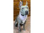 Adopt Roxy a Gray/Blue/Silver/Salt & Pepper American Pit Bull Terrier / Mixed