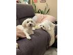 Adopt Bomi and Lola a White Havanese / Mixed dog in Edmonds, WA (41405325)