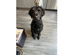 Adopt Louie a Black Goldendoodle / Mixed dog in Celina, TX (39867318)