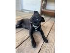Adopt Kassi a Black Rat Terrier dog in Berea, KY (41405323)