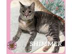 Adopt Shimmer a Gray, Blue or Silver Tabby Domestic Shorthair cat in Hershey