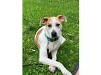 Adopt Kyra a Tan/Yellow/Fawn - with White Hound (Unknown Type) / Mixed Breed