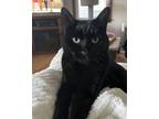 Adopt Midnight a All Black Domestic Mediumhair / Mixed (medium coat) cat in