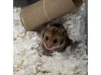 Adopt Apple a Hamster small animal in Kingston, NY (41405311)
