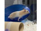 Adopt Apricot a Hamster small animal in Kingston, NY (41405310)