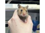 Adopt Blueberry a Hamster small animal in Kingston, NY (41405309)