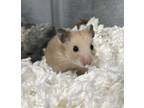 Adopt Pear a Hamster small animal in Kingston, NY (41405305)