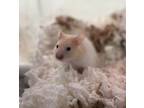 Adopt Plum a Hamster small animal in Kingston, NY (41405304)