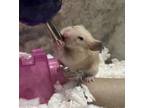 Adopt Strawberry a Hamster small animal in Kingston, NY (41405303)