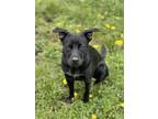 Adopt Lady a Black - with White Terrier (Unknown Type, Medium) / Mixed Breed
