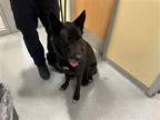 Adopt TOBY a Black German Shepherd Dog / Mixed dog in Tustin, CA (41400596)