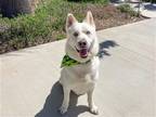 Adopt DOCK a White Siberian Husky / Mixed dog in Tustin, CA (40691342)