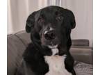 Adopt Kermit a Black - with White Labrador Retriever / Border Collie / Mixed dog