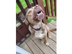 Adopt dusty a Brown/Chocolate - with White American Pit Bull Terrier / Labrador