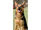Adopt Jack a German Shepherd Dog / Mixed dog in Great Bend, KS (41149447)