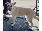 Adopt Tiffany a Tan/Yellow/Fawn - with Black German Shepherd Dog / Mixed Breed