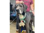 Adopt Nala a Great Dane / Mixed dog in Cobden, IL (41347302)