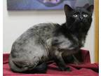 Adopt Manicotti a All Black Domestic Shorthair / Domestic Shorthair / Mixed cat
