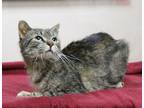 Adopt Gnudi a All Black Domestic Shorthair / Domestic Shorthair / Mixed cat in