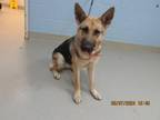 Adopt Zyla 5/14/2024 a Brown/Chocolate German Shepherd Dog / Mixed dog in