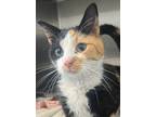 Adopt Sushi a White Domestic Shorthair / Domestic Shorthair / Mixed cat in Oak