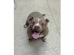 Adopt Ginger a Gray/Blue/Silver/Salt & Pepper Mixed Breed (Large) / Mixed dog in