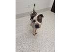 Adopt Dijon a White American Pit Bull Terrier / Mixed Breed (Medium) / Mixed