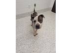 Adopt Dijon a White American Pit Bull Terrier / Mixed dog in Atlanta