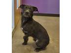Adopt Batgirl a Black Terrier (Unknown Type, Small) / Mixed dog in Wichita