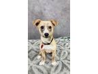 Adopt Buddy a Tan/Yellow/Fawn Terrier (Unknown Type, Small) / Mixed dog in Cedar